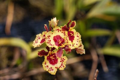 Close-up of flowers blooming outdoors