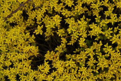 Full frame shot of yellow flowering plants