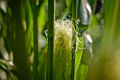 Close-up of fresh green leaf in water