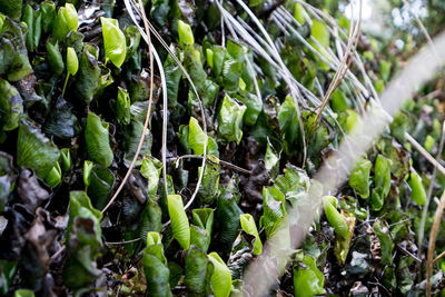 Full frame shot of plants