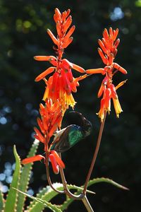 Close-up of red flowering plant