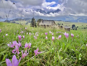 Purple crocus flowers on field against sky