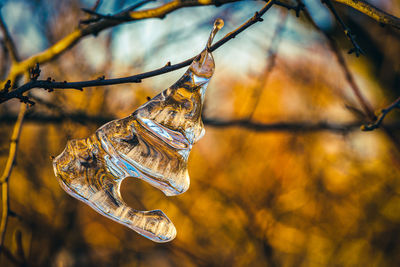 Icicles colored by sunlight