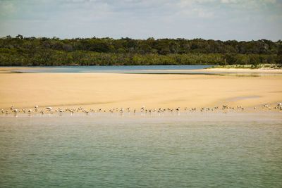 Flock of seagulls perching on shore at beach against sky