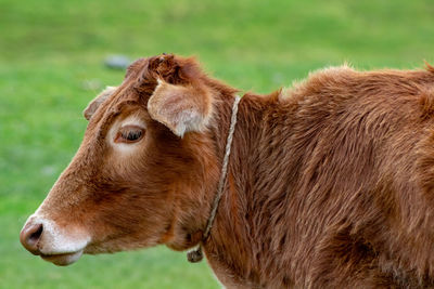 Close-up of a horse