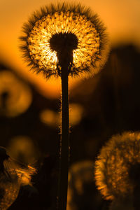 Close-up of dandelion flower against sunset