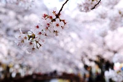 Close-up of cherry blossoms in spring