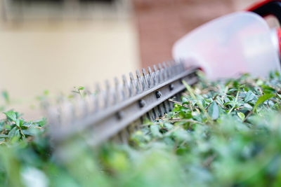 Close-up of dried plant growing outdoors