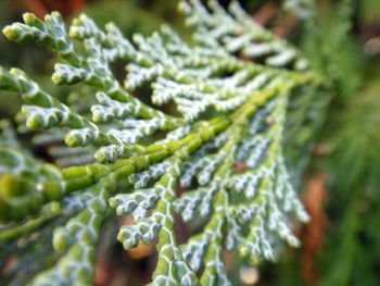 Close-up of fresh green plant