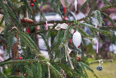 Close-up of christmas tree