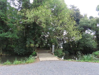 View of plants in garden