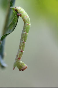 Close-up of green leaf on plant