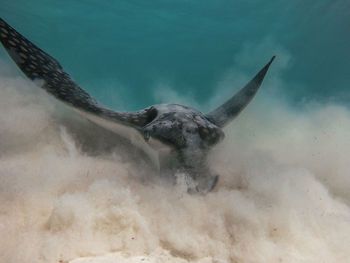 View of turtle swimming in sea