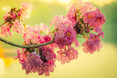 Close-up of pink cherry blossom