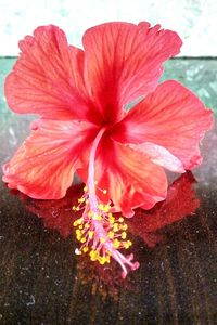 Close-up of red hibiscus blooming outdoors