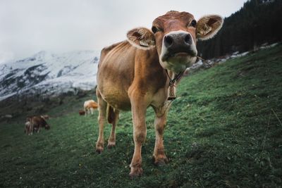 Portrait of cow standing on field against mountain