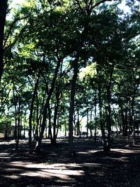 Trees in forest