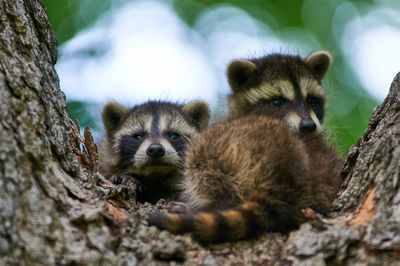 Close-up of raccoons on tree