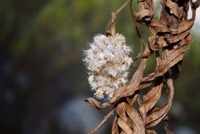 Close-up of wilted plant