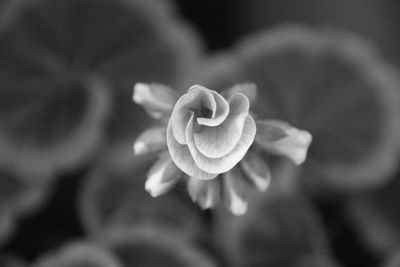 Close-up of flower against blurred background