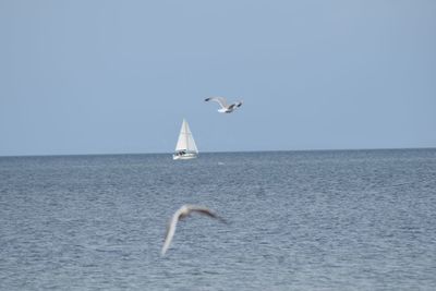 Seagull flying over sea against clear sky