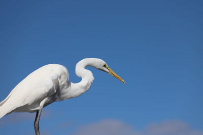 Low angle view of a bird against clear blue sky