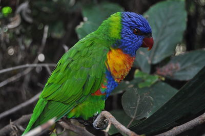 Close-up of parrot perching on tree