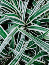 Full frame shot of plants