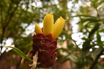 Close-up of yellow flower blooming outdoors