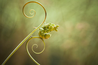 All about close up mantis photography