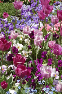 Close-up of pink flowers