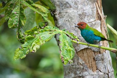 Close-up of bird perching on tree