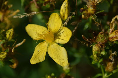 Close-up of yellow flowering plant