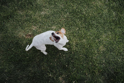 High angle view of dog running on grass