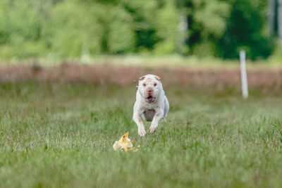 Shar pei dog running in the field on lure coursing competition with sunny weather