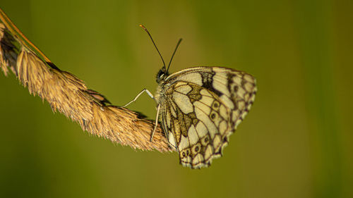 Marbled white english butterfly black spotted wings perched on wild flowers spring view