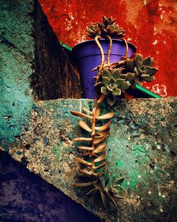 Close-up of potted plant against wall