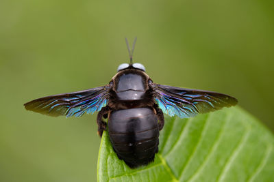 Close-up of butterfly on leaf