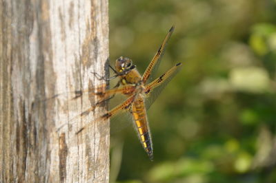 Close-up of dragonfly perching on tree trunk