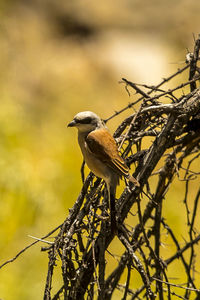 Close-up of bird perching on branch