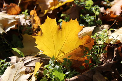 Close-up of yellow maple leaves