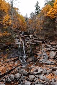 Close-up of waterfall in forest during autumn