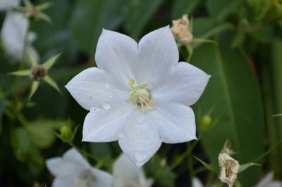 Close-up of white flower blooming outdoors