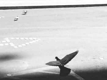 Seagull flying