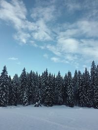 Trees on snow covered landscape against sky