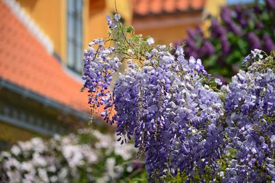 Close-up of purple flowers