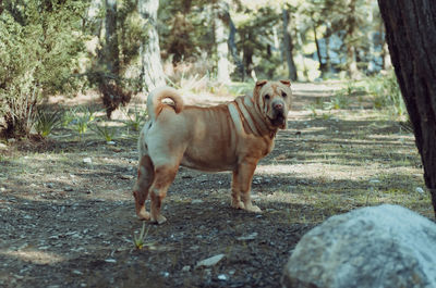 Dog on dirt road