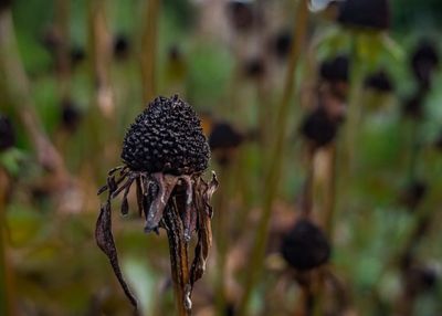 Close-up of wilted plant