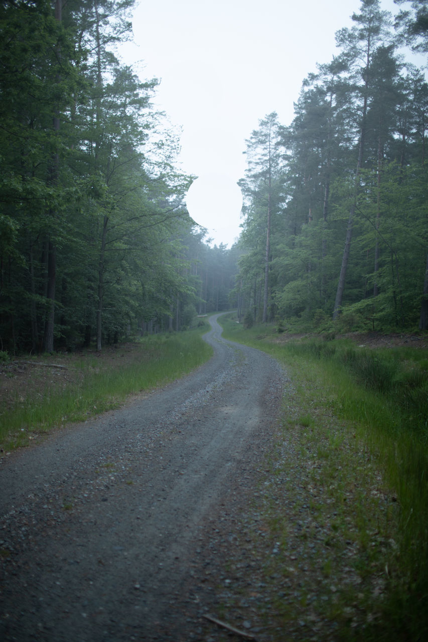 EMPTY ROAD AMIDST TREES IN FOREST AGAINST SKY