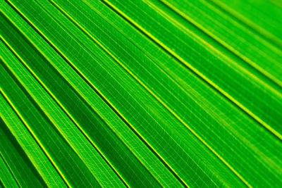 Full frame shot of palm leaves